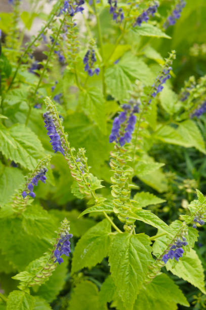 Scutellaria lateriflora or blue skullcap blue flowers with green leaves vertical stock photo