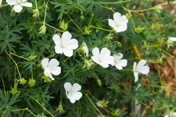 geranium sanguineum album white crane's-bill flowers mit grün - geranium sanguineum stock-fotos und bilder