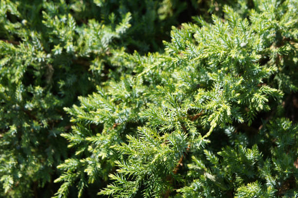 istock juniperus davurica green shrub background 1171445308