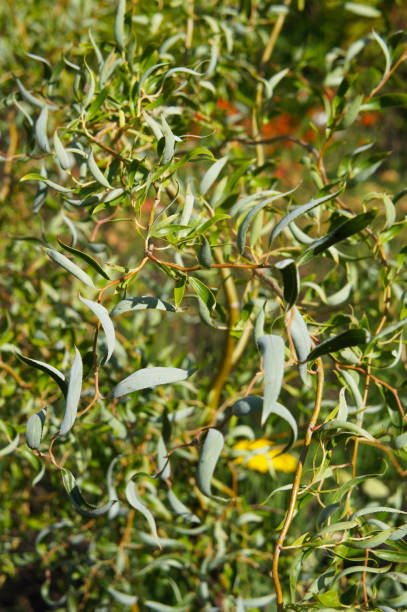 salix matsudana tortuosa hankow willow green foliage vertical stock photo
