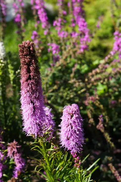 Liatris spicata kobold gayfeather purple flowers vertcial