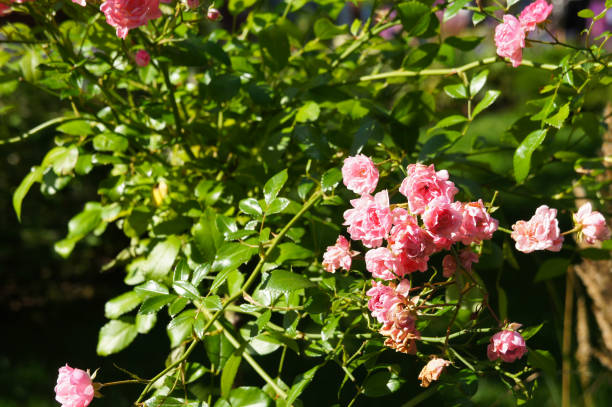 istock Bush of small pink roses 1171445385