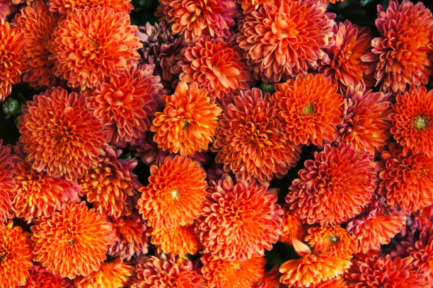 istock Mums chrysanthemum branhill red flowers background 1171445418