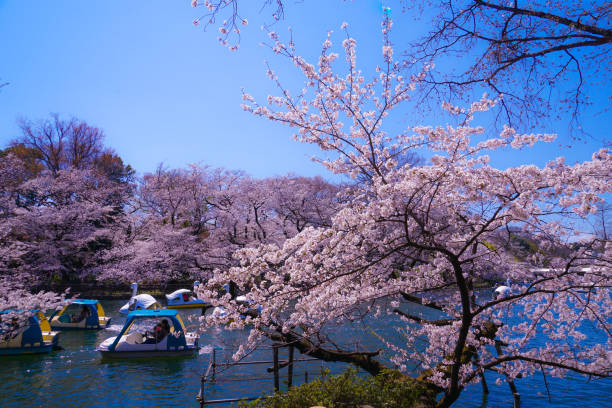 istock Full bloom of the cherry tree and the duck boat (Inokashira Park) 1171446304