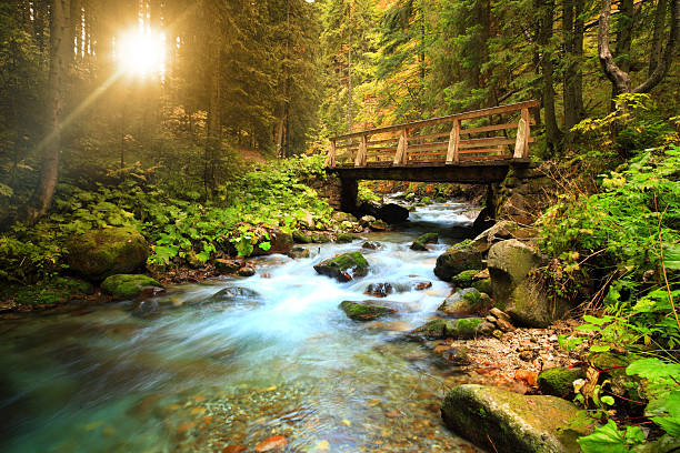 stream im wald - autumn water leaf stream stock-fotos und bilder