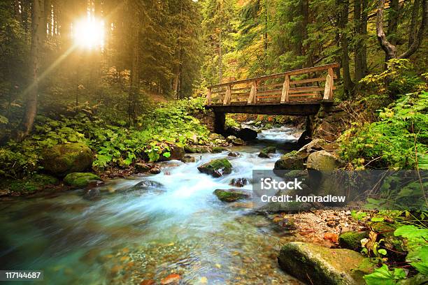 Stream In The Forest Stock Photo - Download Image Now - Stream - Body of Water, Bridge - Built Structure, Forest
