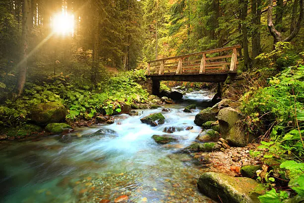 Photo of Stream in the forest