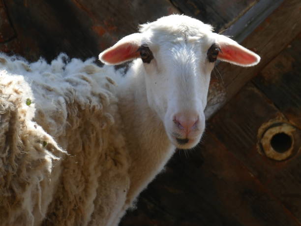 istock The astonished sheep, Alonissos, Greece 1171447970