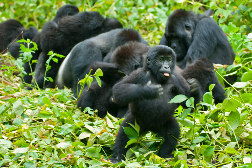 Gorila de jóvenes se diga-latidos, Congo, fauna y flora silvestre de la toma photo