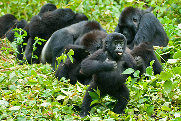 Mother gorilla with offspring on grass
