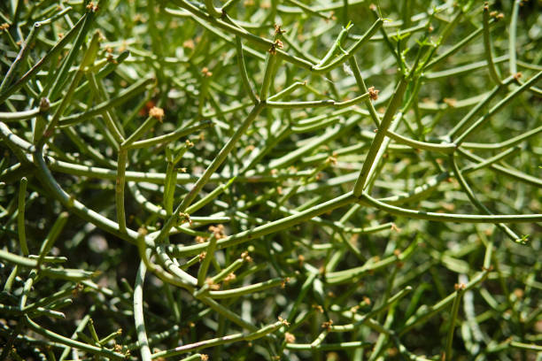 istock Succulent plant, detail 1171450408