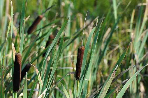 abstract background of marsh grass - cane