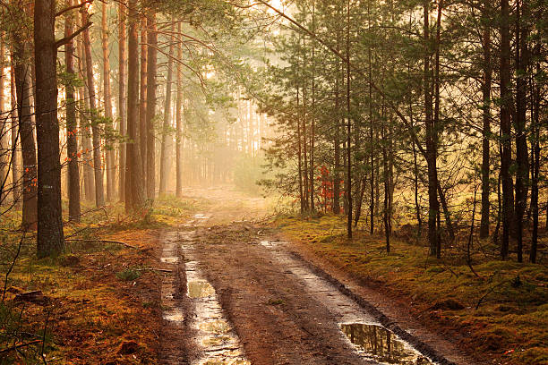 Foggy Forest Road after the Rain stock photo