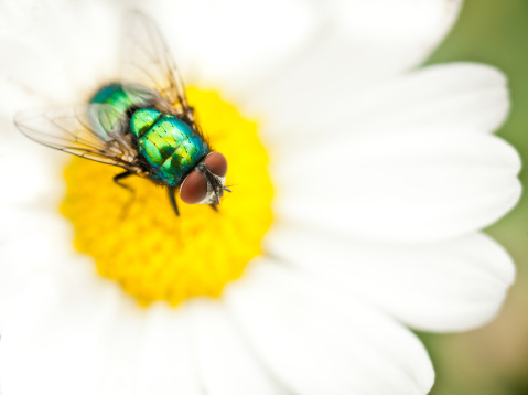 A Syrphus Eastern Calligrapher  forages on flower in summer.