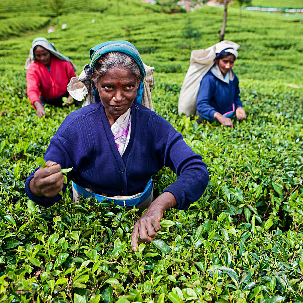 istock Tamil tea pickers collecting leaves, Sri Lanka 117145342