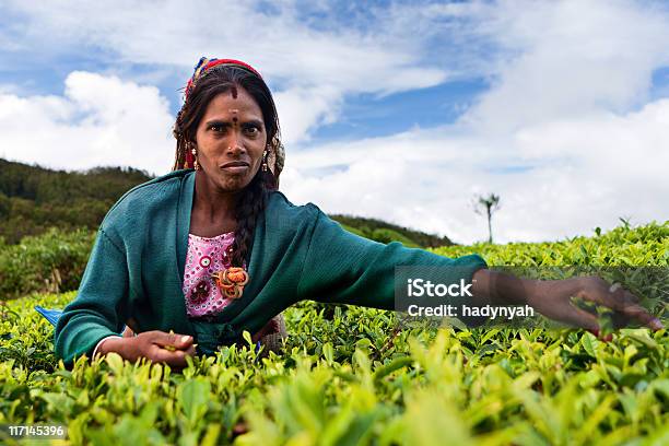 Tamil Tee Musiker Sie Die Blätter Sri Lanka Stockfoto und mehr Bilder von Agrarbetrieb - Agrarbetrieb, Anhöhe, Asien