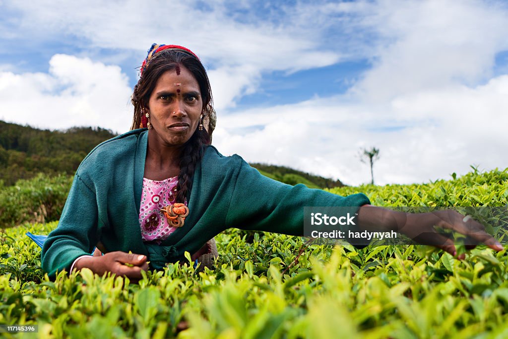 Tamil pickers recogida de hojas de té de Sri Lanka, - Foto de stock de Adulto libre de derechos