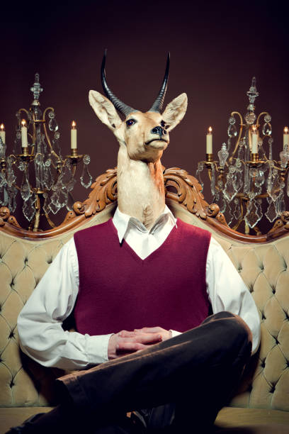 High Society Antelope Man A proud looking man with an impala gazelle like head sits with his hands folded and legs crossed on his fancy high back sofa couch, two chandelier lamps glowing behind him. antler chandelier stock pictures, royalty-free photos & images