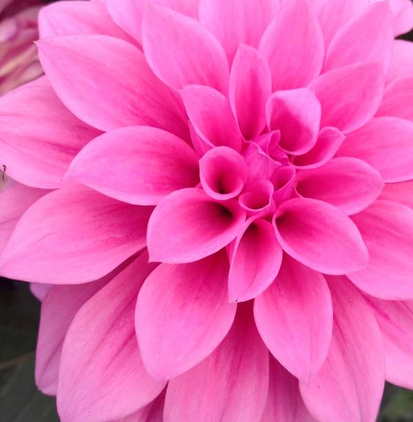 Wonderful pink Dahlia flowers in bloom during autumn