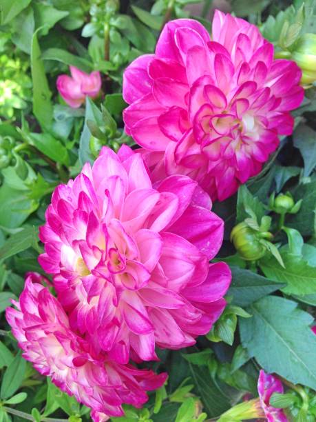 istock Dahlia flowers 1171454449