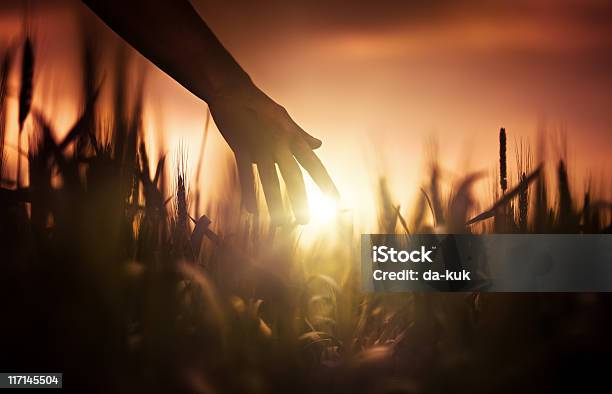 Farmer Bei Sonnenuntergang Stockfoto und mehr Bilder von Weizen - Weizen, Agrarbetrieb, Dunkel