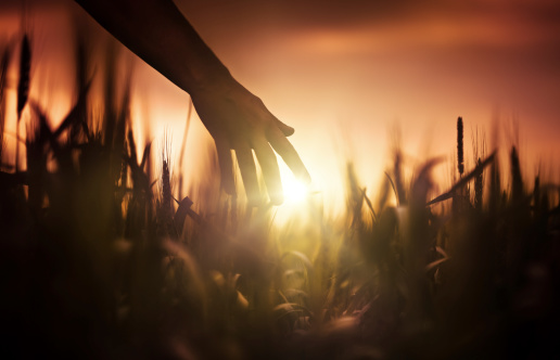 Farmer at sunset.
