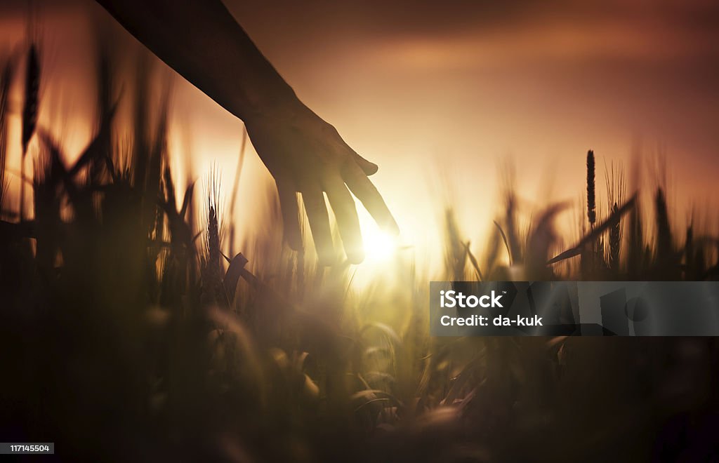 Agricultor ao pôr-do-sol - Foto de stock de Trigo royalty-free