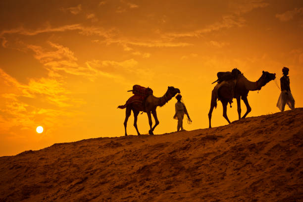 piloti cammello nel deserto - india travel journey camel foto e immagini stock