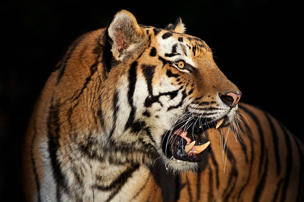 Tiger Roar Pictures | Download Free Images on Unsplash