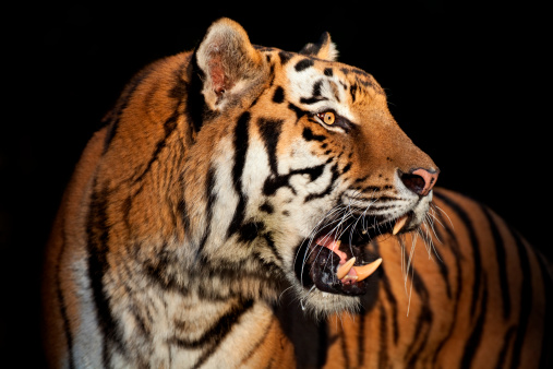 Roaring tiger in the evening. Canon 5D Mark II and 4. 500mm L IS with tripod.