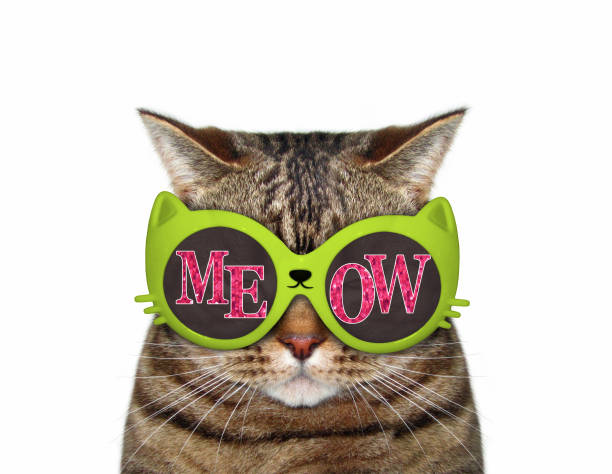 The cat wears green sunglasses with inscription \
