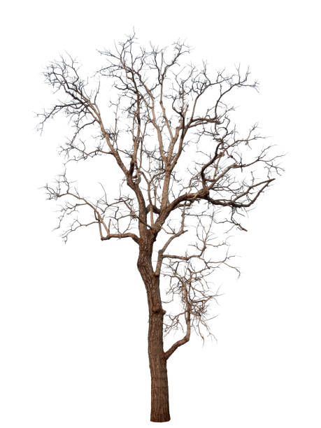 istock Trees isolated on white background, tropical trees isolated used for design, advertising and architecture 1171457334