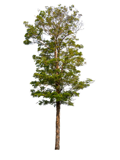istock Trees isolated on white background, tropical trees isolated used for design, advertising and architecture 1171457346