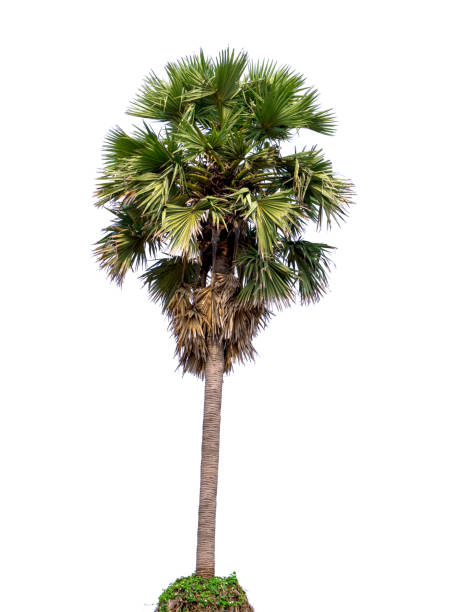 istock Isolated Sugar palm tree on white background tropical trees used for design, advertising and architecture 1171457371