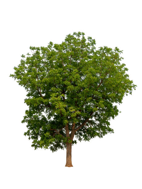 istock Trees isolated on white background, tropical trees isolated used for design, advertising and architecture 1171457377
