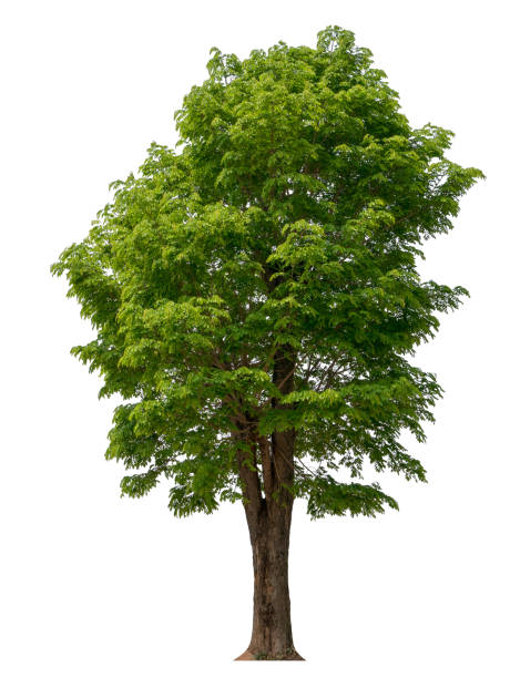 흰색 배경에 고립 된 나무, 디자인, 광고 및 건축에 사용되는 열대 나무 - maple 뉴스 사진 이미지