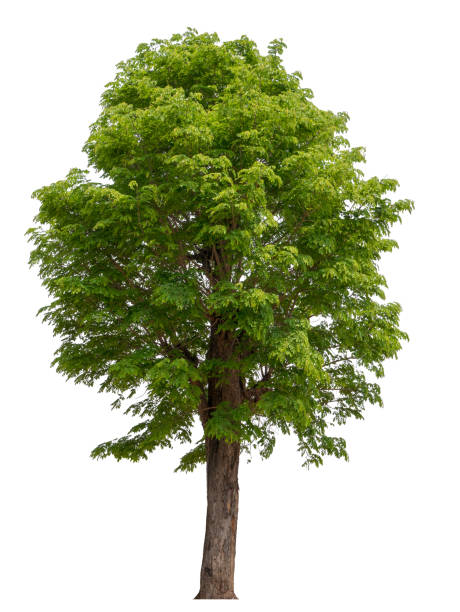 istock Trees isolated on white background, tropical trees isolated used for design, advertising and architecture 1171457395