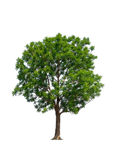 istock Trees isolated on white background, tropical trees isolated used for design, advertising and architecture 1171457396