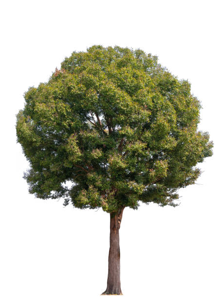istock Trees isolated on white background, tropical trees isolated used for design, advertising and architecture 1171457407