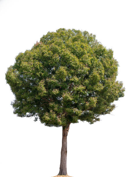 istock Trees isolated on white background, tropical trees isolated used for design, advertising and architecture 1171457434