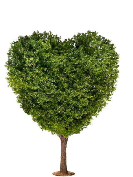 istock Heart shape tree isolated on white background, tropical tree cutting to heart shape used for design, advertising and architecture 1171457441