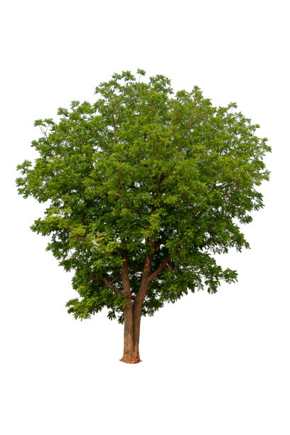 istock Trees isolated on white background, tropical trees isolated used for design, advertising and architecture 1171457442