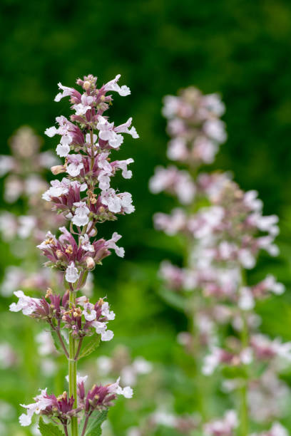 istock Dawn to dusk flowers (nepeta grandiflora) 1171457577