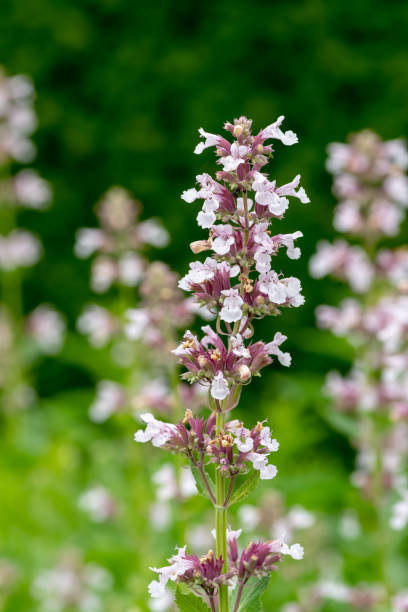 istock Dawn to dusk flowers (nepeta grandiflora) 1171457586