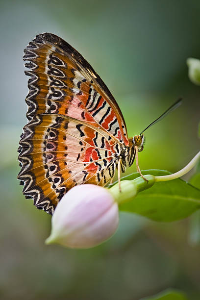 istock Lacewing Butterfly Cethosia Biblis on flower bud 117145868