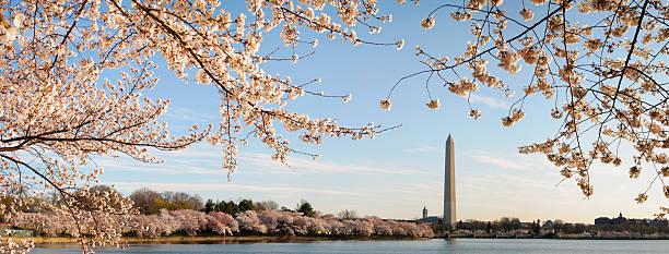 XXXL: Washington DC cherry blossoms and monument stock photo