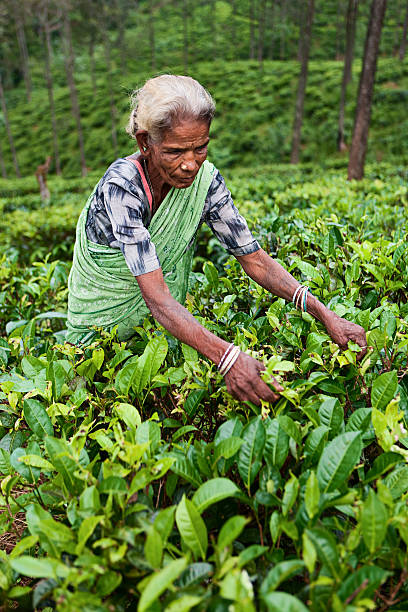 istock Tamil tea pickers collecting leaves, Sri Lanka 117145929