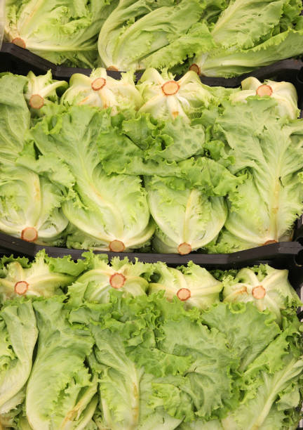 Green leaf of lettuce salad. Healthy vegetable vegetarian, organic food, raw ingredient, isolated on white background. Natural nutrition for diet.