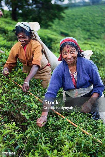 Photo libre de droit de Culture Tamoule Thé Tous Les Gens Vivant Feuilles Sri Lanka banque d'images et plus d'images libres de droit de Adulte