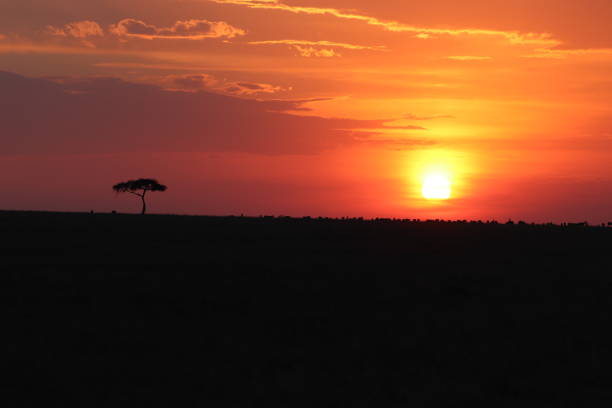 istock Sunset and tree, Masai Mara National Park, Kenya. 1171460130
